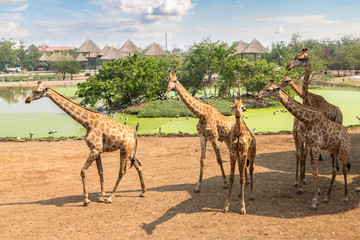 Obraz premium Giraffe in Zoo in Bangkok