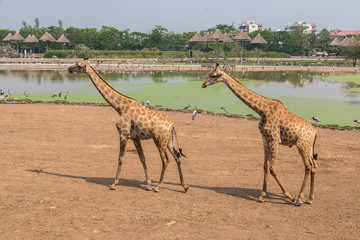 Fototapeta na wymiar Giraffe in Zoo in Bangkok