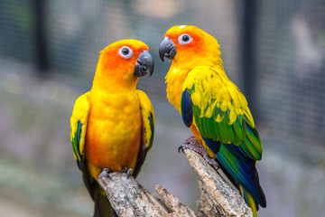 Fototapeta na wymiar Colorful parrots in Safari World Zoo