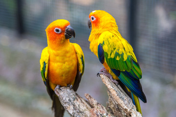 Colorful parrots in Safari World Zoo
