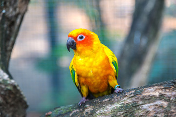 Colorful parrots in Safari World Zoo