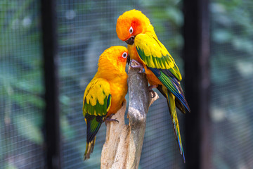 Colorful parrots in Safari World Zoo