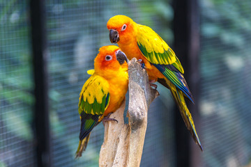 Naklejka na ściany i meble Colorful parrots in Safari World Zoo