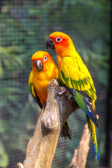 Colorful parrots in Safari World Zoo