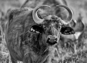 African Buffalo