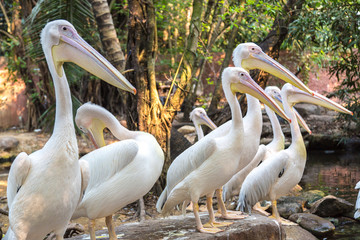 Pelicans in Zoo in Bangkok