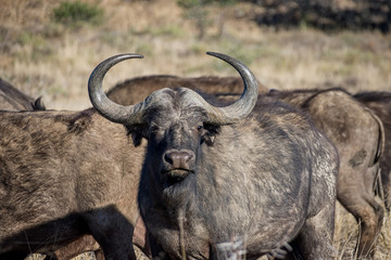 African Buffalo