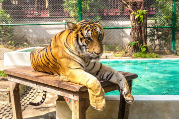 Fototapeta premium Tygrys w zoo w Chiang Mai