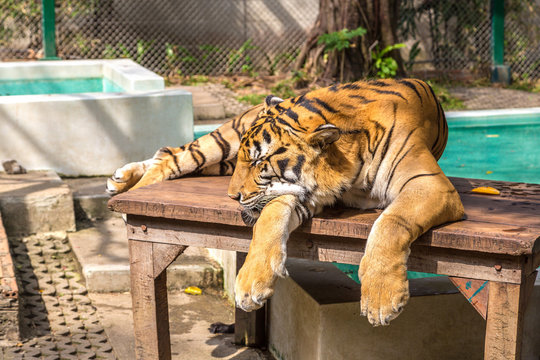 Fototapeta Tiger in zoo in Chiang Mai