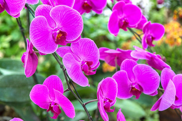 Fototapeta na wymiar Violet Orchids flowers in park