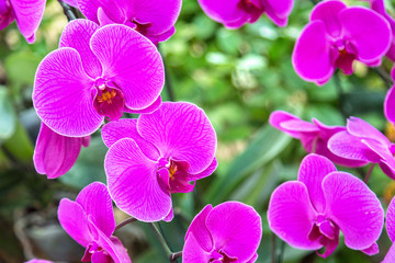 Violet Orchids flowers in park