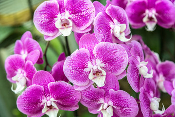 Fototapeta na wymiar Violet Orchids flowers in park