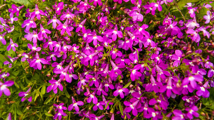Pink small flowers Lobelia in sunny weather