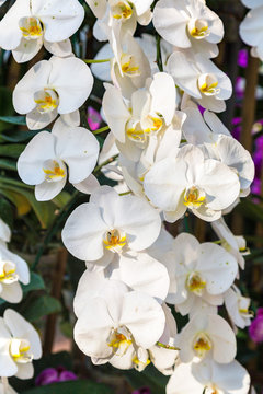 White Orchids flowers in park