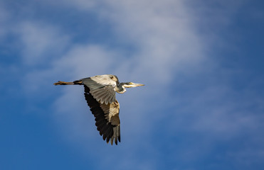 Gray Heron, Ardea cinerea, in flight with cloudy blue sky background