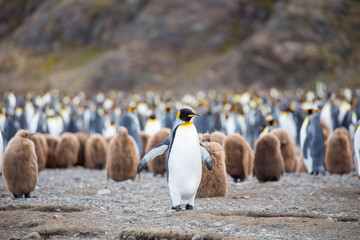 penguin in the arctic