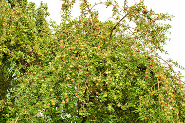 Fototapeta na wymiar Blick in einen Apfelbaum