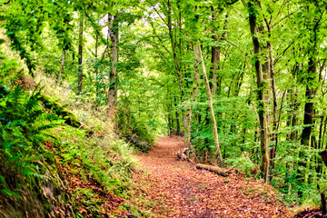 Blick in einen Waldweg