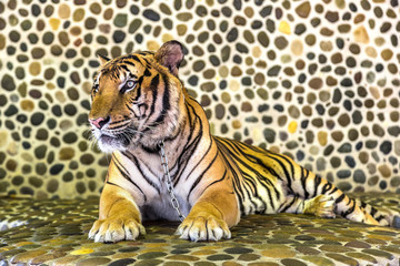Tiger in zoo in Pattaya