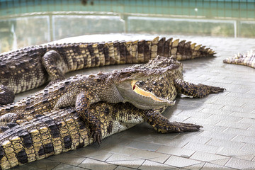 Crocodile zoo in Pattaya