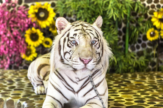 White Tiger in zoo in Pattaya