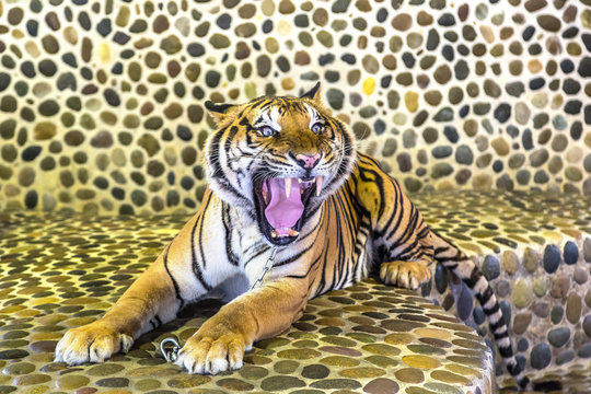 Tiger in zoo in Pattaya