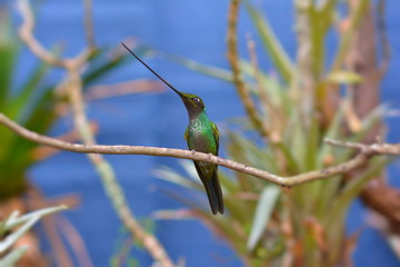 Hummingbird Ensifera ensifera posing on a tree branch 