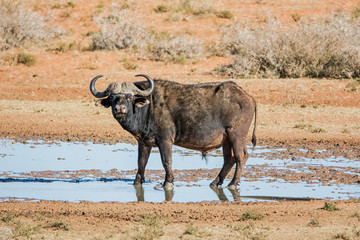 African Buffalo  Bull