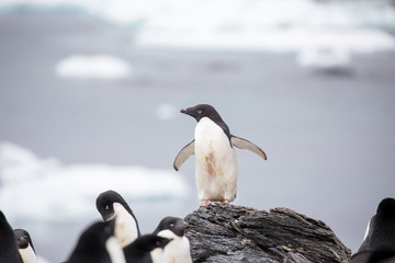 penguin in the arctic