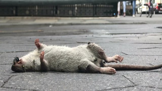 dead rat with flies buzzing on dirty street