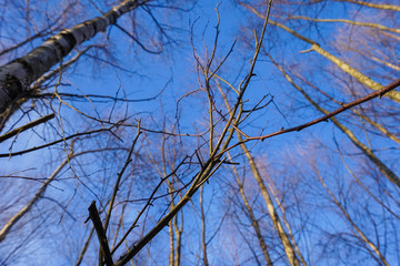 forest sky image