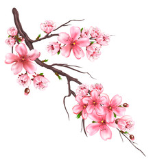 Flowering sakura branch. Japanese cherry blooming