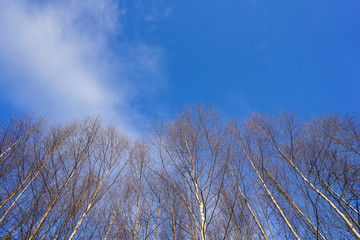 forest sky image