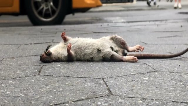 rotting dead rat on sidewalk NYC street New York City