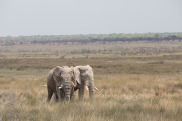 elephant in africa in a group