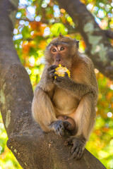Monkey at Koh Phi Phi island