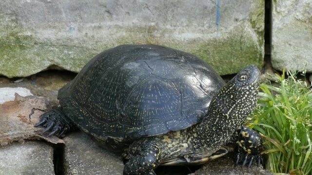 Large black turtle sits in a park