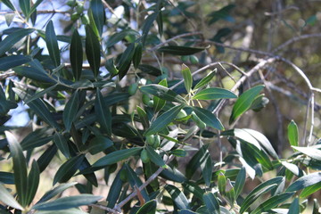 Olive Tree Sun Light Reflection Outdoor Landscape Corsica Olivier Corse