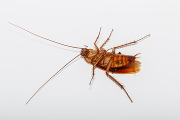 Cockroach  with brown lie supine on  white  background