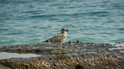 Seagulls seat on the beach of the Black Sea