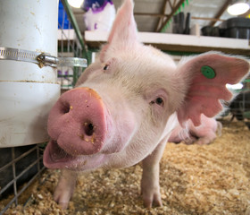 Portrait of a small piglet piggy pig indoor in a farm barn closeup