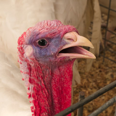Portrait turkey, Meleagris gallopavo, at the farm agriculture bird head closeup