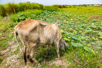 Asian cow in Cambodia