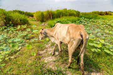 Asian cow in Cambodia