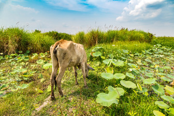 Asian cow in Cambodia