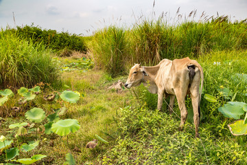 Obraz na płótnie Canvas Asian cow in Cambodia