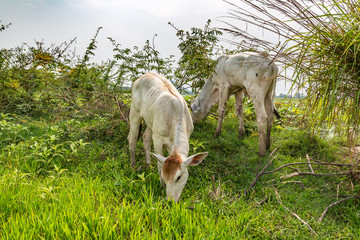 Asian cow in Cambodia