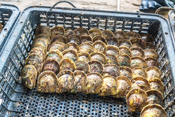 Pearl farm in Halong bay, Vietnam