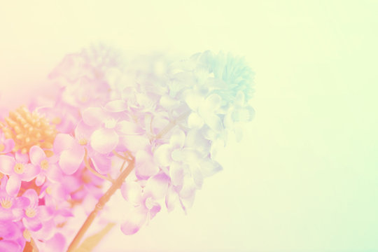 Fototapeta Sweet and pastel color  flower ,Soft and blurry focus photo in vintage style