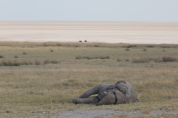elephant in africa in a group